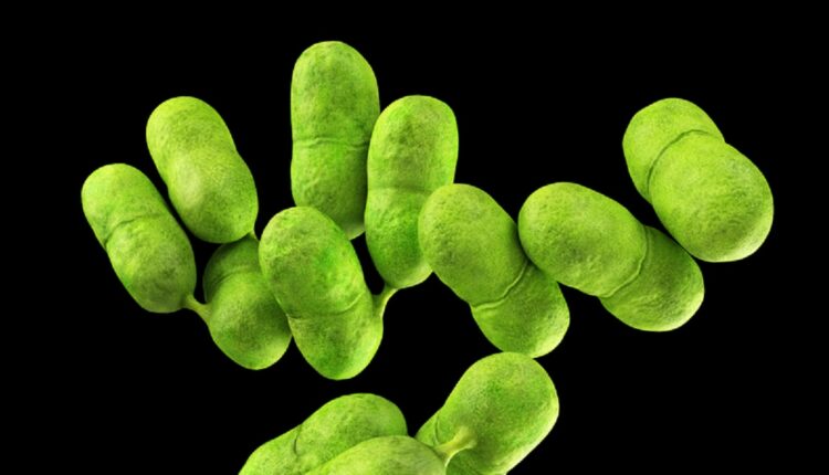Study finds Listeria in cheese in Ecuador