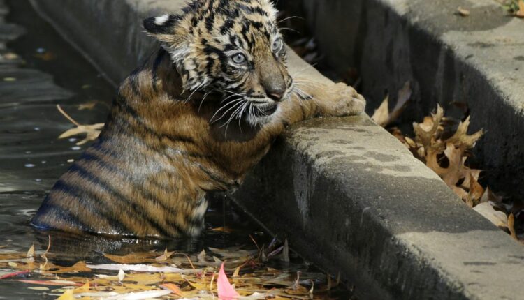 Lions, tigers recovering after COVID infection at Washington’s National Zoo