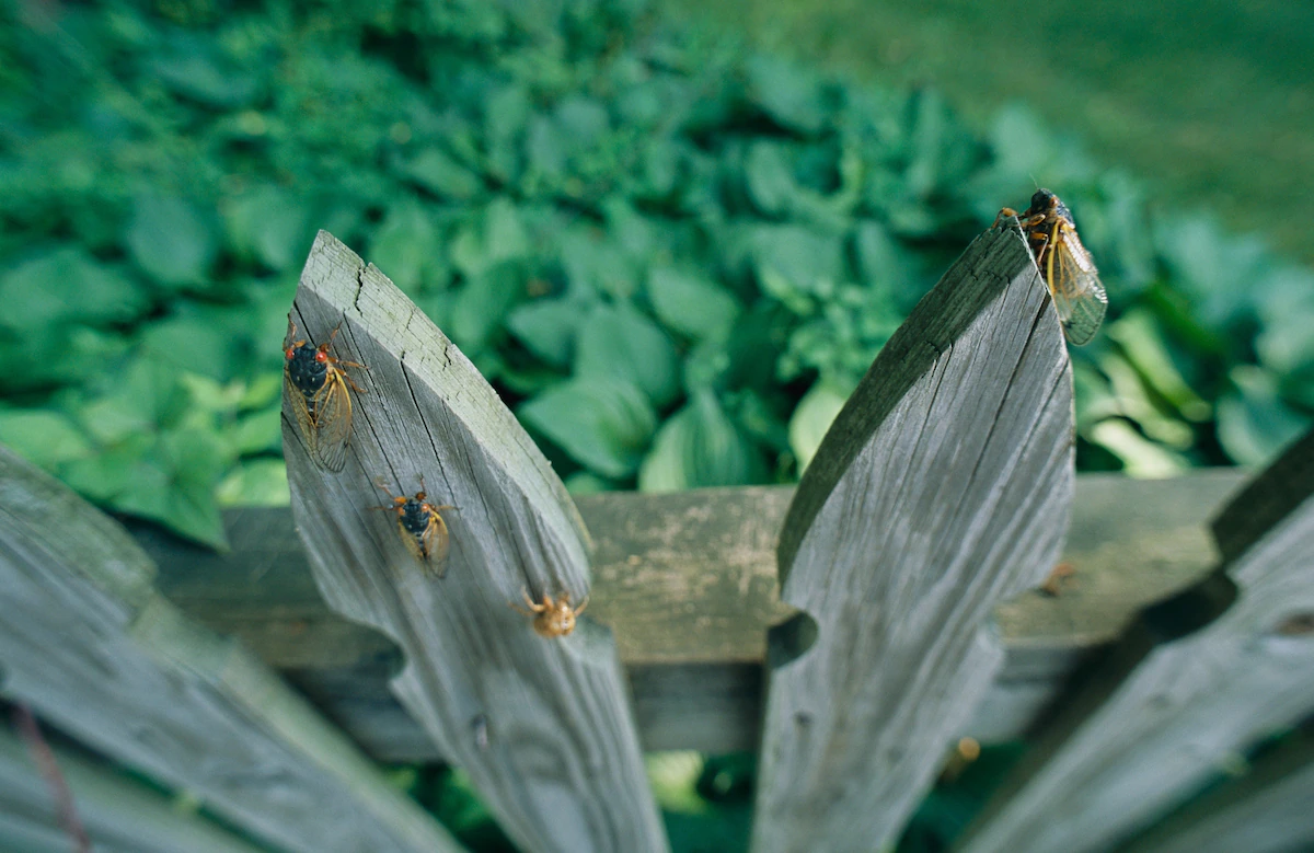 Trillions Of Cicadas Are Coming To The US. Here’s Why That’s A Good Thing