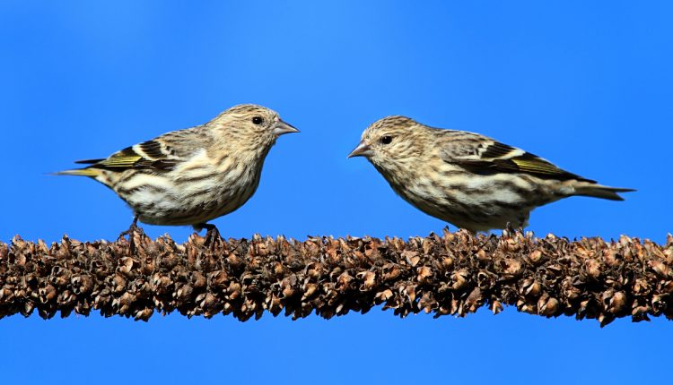 Salmonella outbreak sickens people in 8 states; birds dying from same strain