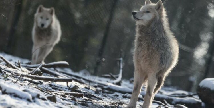 Wolves create a “landscape of fear,” slowing deer-car collisions