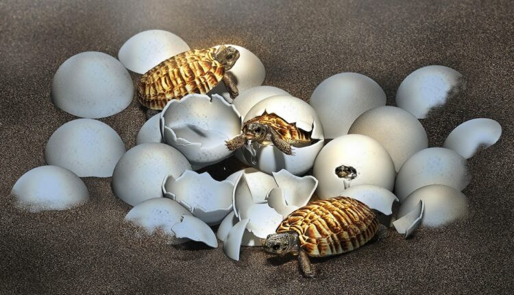 Fossilized egg from prehistoric giant turtle reveals baby inside