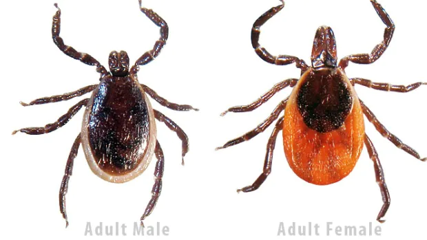 Mild winter, damp summer — 2021 has been a tick’s dream year
