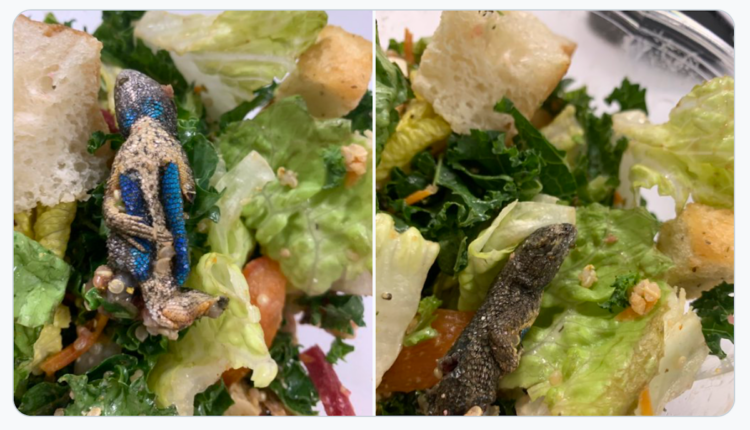 Dead lizard in salad shocks restaurant patron