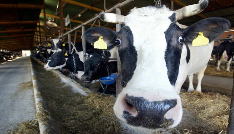 BSE found in cow in England