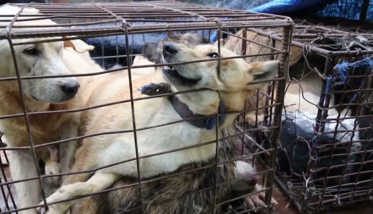 South Korea hints at banning dog meat