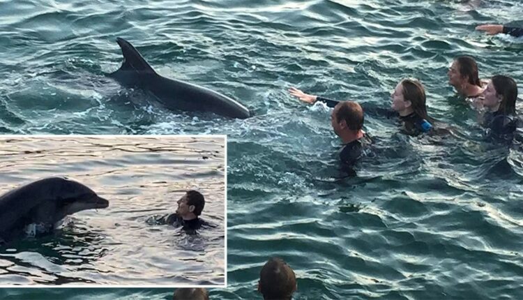 Nick’ the dolphin splashes and plays with swimmers in Cornish harbour
