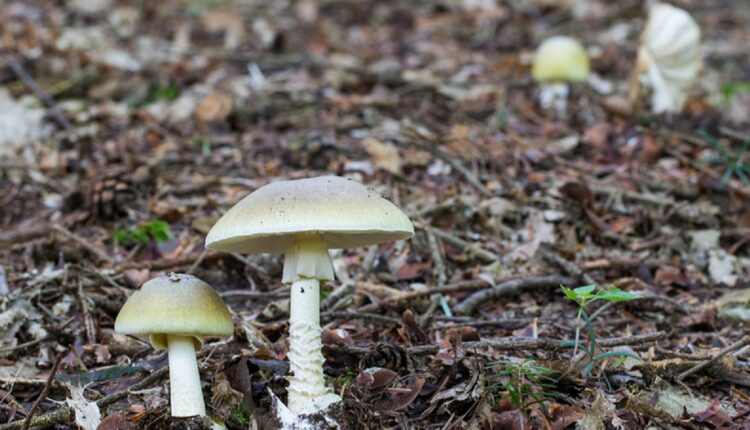 Wild mushrooms linked to hundreds of illnesses, three deaths in France