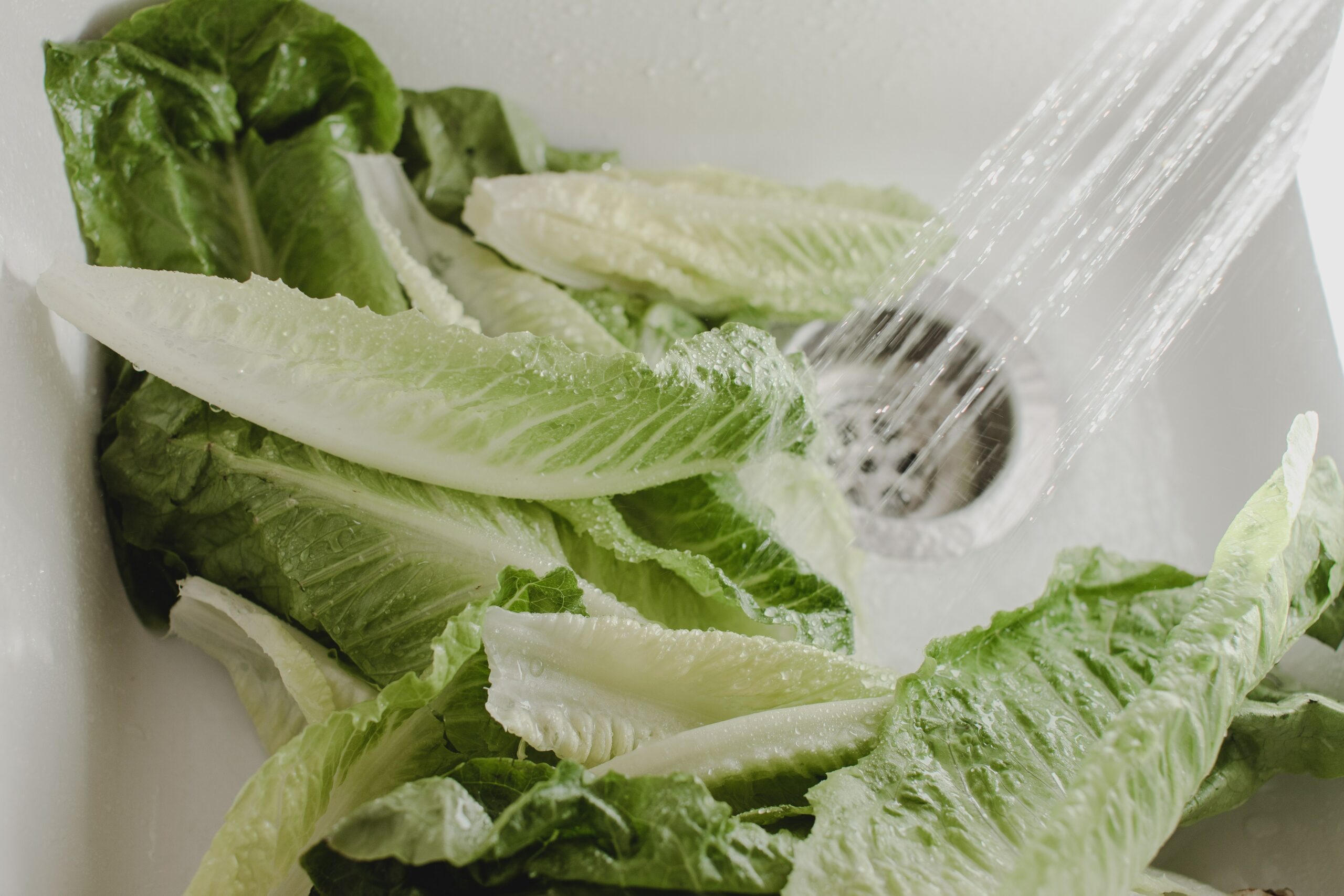 Salad Recall 2023 - qvs5ga9