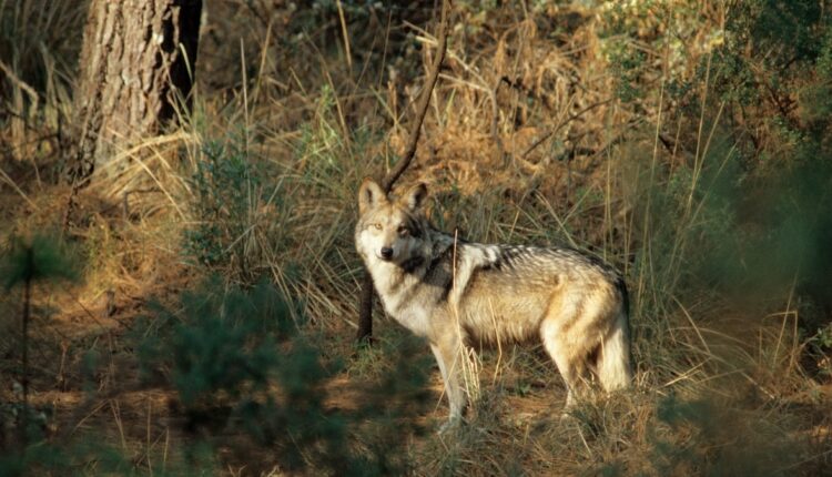 An Endangered Wolf Went In Search Of A Mate. The Border Wall Blocked Him