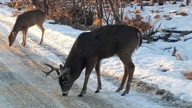 After brutal winter conditions, emergency deer feeding underway in northwestern Ontario