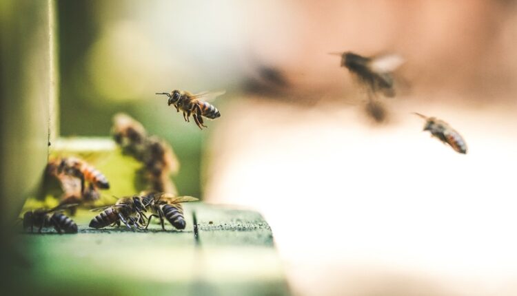 swarming bees
