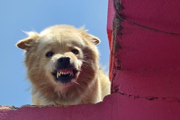 Dog Bites And Legal Representation When To Seek A Lawyers Help